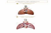 Web viewAnatomia Humana – Profª Iderlania Sousa. Prática – Sistema Respiratório. Gabarito. 1. PULMÕES, CORAÇÃO E LARINGE – VISTA