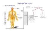 Aula tecido e sistema nervoso- 2013 - ibb.unesp.br · PDF fileSistema Nervoso Divisão Anatômica Tecido Nervoso Sistema Nervoso SNC 1) Encéfalo • Tronco encefálico • Cerebelo