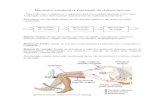 Elementos estruturais e funcionais do sistema nervosofilosofiaepsicologianaesars.weebly.com/uploads/8/7/9/5/8795646/... · Elementos estruturais e funcionais do sistema nervoso Para