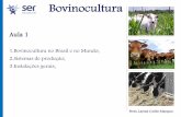 Bovinocultura - · PDF fileBovinocultura – Os bovinos foram domesticados há mais de 10.000 anos • Tração • Leite • Carne* – Animais velhos – Revolução industrial –