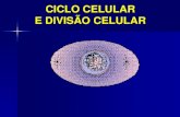 Ciclo Celular e Divisão Celular (Mitose e Meiose) · PDF fileAtividade biossintetica intensa ... voltam a G1 e continuam o ciclo celular ... locais de troca física de material genético