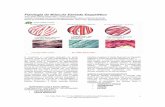 Fisiologia do Músculo Estriado Esquelético - SOGABsogab.com.br/fisiologiamusculoestriadoesqueletico.pdf · concentração de íons cálcio em seu interior. Quando o potencial de
