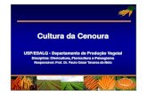 Cultura da Cenoura - Universidade de São · PDF fileDisciplina: Olericultura, Floricultura e Paisagismo Responsável: ... TOTAL MUNDO 33.581,7 0 5000 10000 15000 20000 25000 Produção