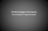 Embriologia Humana Fecundação e SegmentaçãoEMBRIOLOGIAa113432.… · Embriologia Humana Fecundação e Segmentação • 1 - Capacitação dos espermatozóides (dentro do trato