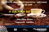 A CULTURA DO CAFÉ - · PDF fileSéc XV: da Etiópia o café foi levado para a Arábia O nome café não é originário de Kaffa e sim da palavra árabe “qahwa”,que significa vinho
