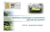 Botanica morfologia e zoneamento agricola do cafeeiro ... morfologia e... · Botânica, morfologia e zoneamento agrícola do cafeeiroagrícola do cafeeiro ESALQ - USP Prof. Dr. José