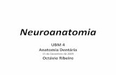 Neuroanatomia - Ucp Blog · PDF fileMúsculos unidade motora O componente básico do sistema neuromuscular é a unidade motora, composta de numerosas fibras musculares inervadas por