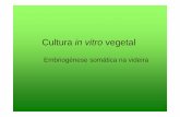 Cultura in vitro vegetal - · PDF fileMeios de cultura: • O sucesso da cultura in vitro está intimamente ligado a uma escolha dos meios de cultura associada a explantes e condições