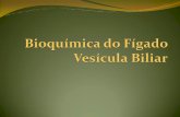 Bilirrubinaweb.unifoa.edu.br/portal/plano_aula/arquivos/04598/Fígado e VB.pdf · Bilirrubina pigmento amarelo 1g Hb → 35 mg bilirrubina IX- a produzida nos tecidos periféricos
