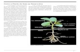Como a Planta de Soja se Desenvolve - IPNI - Brasilbrasil.ipni.net/ipniweb/region/brasil.nsf/0... · 3 Figura 1. Plântula de soja. O crescimento e o desenvolvimento da soja são