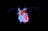 Fisiologia do Sistema Circulatório ou Cardiovascular · PDF file- Conceito de pressão arterial (PA) e sua aferição – ver recursos do livro - Marca passos do coração – automatismo