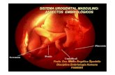 SISTEMA UROGENITAL MASCULINO: ASPECTOS · PDF fileSistema Urogenital •Sistema urinário: Excreção •Sistema genital: Reprodução Origem embrionária comum: Mesoderme intermediário