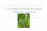 A Cultura do Feijão-de-vagem - uenf.bruenf.br/Uenf/Downloads/LMGV_5207_1310990901.pdf · macarrão) Preço elevado no ...