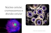Núcleo celular, cromossomos e divisão celular · PDF fileBiologia –Campbell & Cols. Biologia –Campbell & Cols. Biologia –Campbell & Cols. Biologia –Campbell & Cols. Cariótipo: