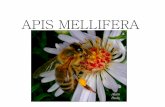 APIS MELLIFERA - · PDF fileAs abelhas não conseguem perceber a cor vermelha, mas podem perceber ultravioleta, azul-violeta, azul, verde, amarelo e laranja ... rainha, as farpas do