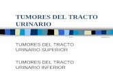 TUMORES DEL TRACTO URINARIO - ucm.es del TUI.pdf · Carcinoma de células uroteliales (90%) ... TRATAMIENTO I TUMORES VESICALES ... –Supervivencia 5 años con Cistectomía (pT2