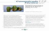 Comunicado 172 Técnico - Principal - Agropedia brasilisainfo.cnptia.embrapa.br/digital/bitstream/item/48121/1/COT11008.pdf · forma de anasarca (encharcamento) nas folhas, a qual