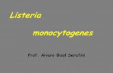 Listeria monocytogenes - AC&T | – Academia de Ciência e ...€¦ · • Sorovares: 16 ÆAg somático-O e flagelar-H Tipos: ½a,b,c; ... 16/18 (89%) casos e 6/19 (32%) do controle