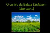 O cultivo da Batata (Solanum tuberosum - uenf.br · de sacarose e açúcares redutores - batata frita escura); Armazenamento em locais frescos, bem ventilados, escuros, sem incidência