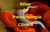 Atlas de Parasitologia Clínica - cenapro.com.br · Ovo de Trichuris trichiura visto em exame de fezes pelo método de Kato-Katz