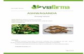 ASHWAGANDA - viafarmanet.com.brviafarmanet.com.br/wp-content/uploads/2015/07/ASHWAGANDHA.pdf · Página 2 de 6 PROPRIEDADES A química de Ashwaganda tem sido extensivamente estudada
