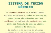 SISTEMA DE TECIDO DÉRMICOxa.yimg.com/kq/groups/26118717/1168374… · PPT file · Web view · 2009-11-01Title: SISTEMA DE TECIDO DÉRMICO Author: Teste Last modified by: Teste