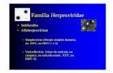 7- (a) Aula Herpes humano - Inicial — UFRGS | …lia Herpesviridae • Subfamília: • Alfaherpesvirinae – Simplexvirus (Herpes simples humano, ou HSV, ou HHV-1 e 2) – Varicellovirus