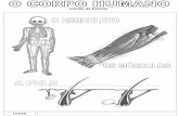 Fichas de Estudofiles.o-esqueleto-humano.webnode.pt/200000030-0f774106e4...2 –Quais os ossos que fazem parte dos membros inferiores ? 3 –O corpo humano é constituído por três