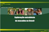 Exploração extrativista da macaúba no Brasil - CNPEMpages.cnpem.br/wectbe/wp-content/uploads/sites/83/2017/06/Haroldo... · Estrela do Indaiá - MG 0 13 Brasília de Minas - MG