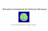 Estrutura Funcional do Sistema Nervoso - Centro de ...¡gios inicias da formação do SN •O sistema nervoso humano começa a ser formado logo após a fecundação. •À medida que