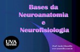 Profº André Montillo Nervoso Tipos de Neurônios: 1. Neurônios receptores ou sensitivos (aferentes): são os que recebem estímulos sensoriais e conduzem o impulso nervoso ao sistema