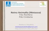 Reino Animalia (Metazoa) Filo Porifera Filo Cnidariaproenem.sites.ufms.br/files/2013/03/BIOLOGIA_PROENEM_Aula30_03.… · •Distribuídos pela epiderme, principalmente ao redor da