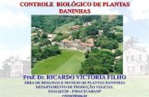 CONTROLE BIOLÓGICO DE PLANTAS DANINHAS - … biologico de... · Phaeotrichoconis crotalariae Cyperus rotundus Tiririca Pomella & Barreto (1999) Title: Apresentação do PowerPoint