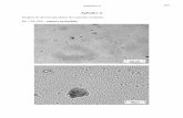 Imagens de microscopia óptica dos materiais estudados.ªndice B 273 Apêndice B Micrografias de microscopia eletrônica de transmissão utilizadas na análise de imagens dos nanocompósitos