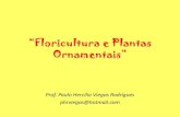 “Floricultura e Plantas Ornamentais” - esalq.usp.br · “Floricultura e Plantas Ornamentais” Prof. Paulo Hercílio Viegas Rodrigues phrviegas@hotmail.com
