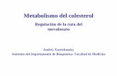 Andrés Trostchansky Asistente del Departamento de ...iqb.fcien.edu.uy/pdf/Metabolismo del colesterol 2004.pdf · Metabolismo del colesterol Regulación de la ruta del mevalonato