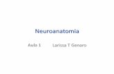 Neuroanatomia - Anatomia - Farmacia Noturno UFRJ - Home · Objetivo geral do módulo de neuroanatomia: Que seja capaz de reconhecer as principais estruturas anatômicas e correlacionar