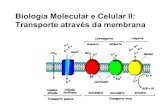 Biologia Molecular e Celular II: Transporte através da ... 3 transporte... ·  . Transporte transcelular de glicose Alberts et al. Biologia Molecular da Célula, 2010.
