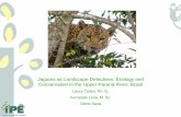 Jaguars as Landscape Detectives: Ecology and Conservation ...culter.colorado.edu/~kittel/CaseStudy_JAGUAR_Fernando.pdf · Jaguars as Landscape Detectives: Ecology and Conservation