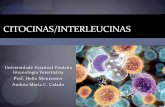 Citocinas/InterleucinaS - fcav.unesp.br€¦ · Efeitos pró-inflamatórios e anti-inflamatórios;