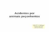 Acidentes por animais pe§onhentos - Secretaria da Sade .Acidentes por Animais Pe§onhentos no