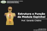 Estrutura e Função da Medula Espinhal - Dr. Gerardo …gerardocristino.com.br/novosite/aulas/neurologia-neurogirurgia/... · Entender a função dos principais tractos e fascículos