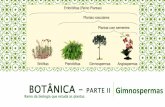 BOTÂNICA PARTE II Gimnospermas - inedi.com.br · GIMNOSPERMAS Representadas pelos pinheiros, Ginkgo biloba, cicas. Possuem sementes “nuas”,ou seja, não estão abrigadas no interior