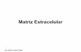 Matriz Extracelular - UFC · alterações nas fibrilas de ancoragem, ... compostos e a formação de um gel na matriz extracelular. • Admite-se que esse gel seja importante nos