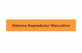 Sistema Reprodutor Masculino - fisio2.icb.usp.br:4882€¦ · 1) Testículos = Gônadas Masculinas: - porção gametogênica: túbulos seminíferos (células de Sertoli e células