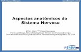 Aspectos anatômicos do Sistema Nervoso - … · Evolução dos três neurônios fundamentais do Sistema Nervoso. 1. Neurônio aferente (ou sensitivo) 2. Neurônio Eferente (ou motor)