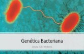 Genética Bacteriana - ufjf.br©tica-Bacteriana-1.pdf · Genética Bacteriana Julliane Dutra Medeiros 1. A célula bacteriana 2. Genoma ...