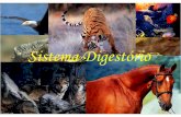 Sistema Digestório - fec.unicamp.brcaxd/falcetta/_apresent/digest.pdf · • O sistema digestivo tem ainda um estomago grande, fígado com vesícula biliar, pâncreas e intestino;