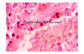 Enterobacteriaceae - FMUPusers.med.up.pt/cc04-10/microslides/8-enterobacteriaceas.pdf · - hemocultura - LCR..... Diagnóstico laboratorial • Gram. Diagnóstico laboratorial •