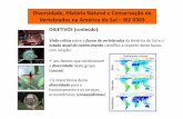 Diversidade, História Natural e Conservação de … Diversidade, História Natural e Conservação de Vertebrados na América do Sul –BIZ 0303 ORGANIZAÇÃO: Ensaio em grupos,